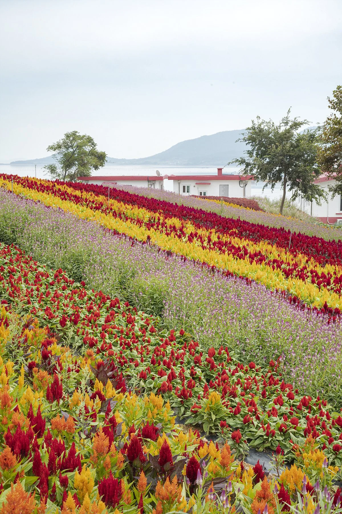 %EB%A7%A8%EB%93%9C%EB%9D%BC%EB%AF%B8%EB%8F%99%EC%82%B0_%2817%29.jpg?type=w1200