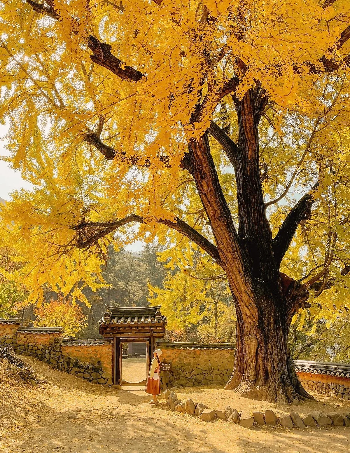 %EA%B2%BD%EB%82%A8_%EB%B0%80%EC%96%91_%EA%B8%88%EC%8B%9C%EB%8B%B9.jpg?type=w1200