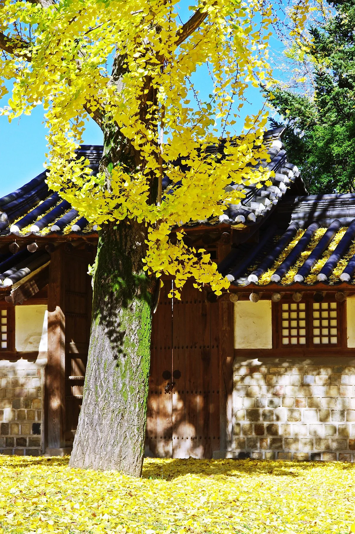 %EA%B2%BD%EA%B8%B0%EC%A0%84_%ED%95%9C%EC%98%A5_%EC%95%9E_%EC%9D%80%ED%96%89%EB%82%98%EB%AC%B4_%EB%8B%A8%ED%92%8D._%EB%96%A8%EC%96%B4%EC%A7%84_%EB%8B%A8%ED%92%8D%EC%9E%8E%EC%9D%B4_%EB%B0%94%EB%8B%A5%EC%9D%84_%EB%8D%AE%EC%97%88%EB%8B%A4..JPG?type=w1200