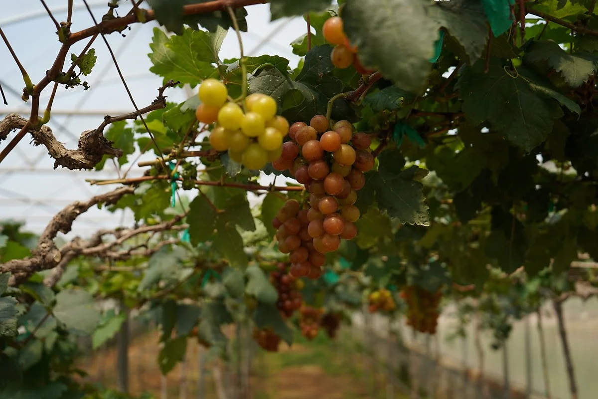 %EC%99%80%EC%9D%B4%EB%84%88%EB%A6%AC_%2815%29.JPG?type=w1200