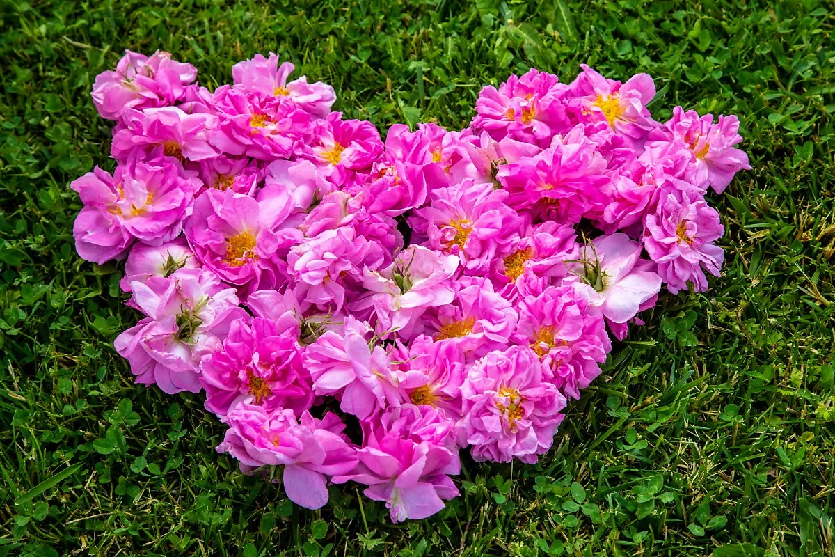 %EB%B6%88%EA%B0%80%EB%A6%AC%EC%95%84_%EC%9E%A5%EB%AF%B8%EB%86%8D%EC%9E%A5_%288%29.jpg?type=w1200