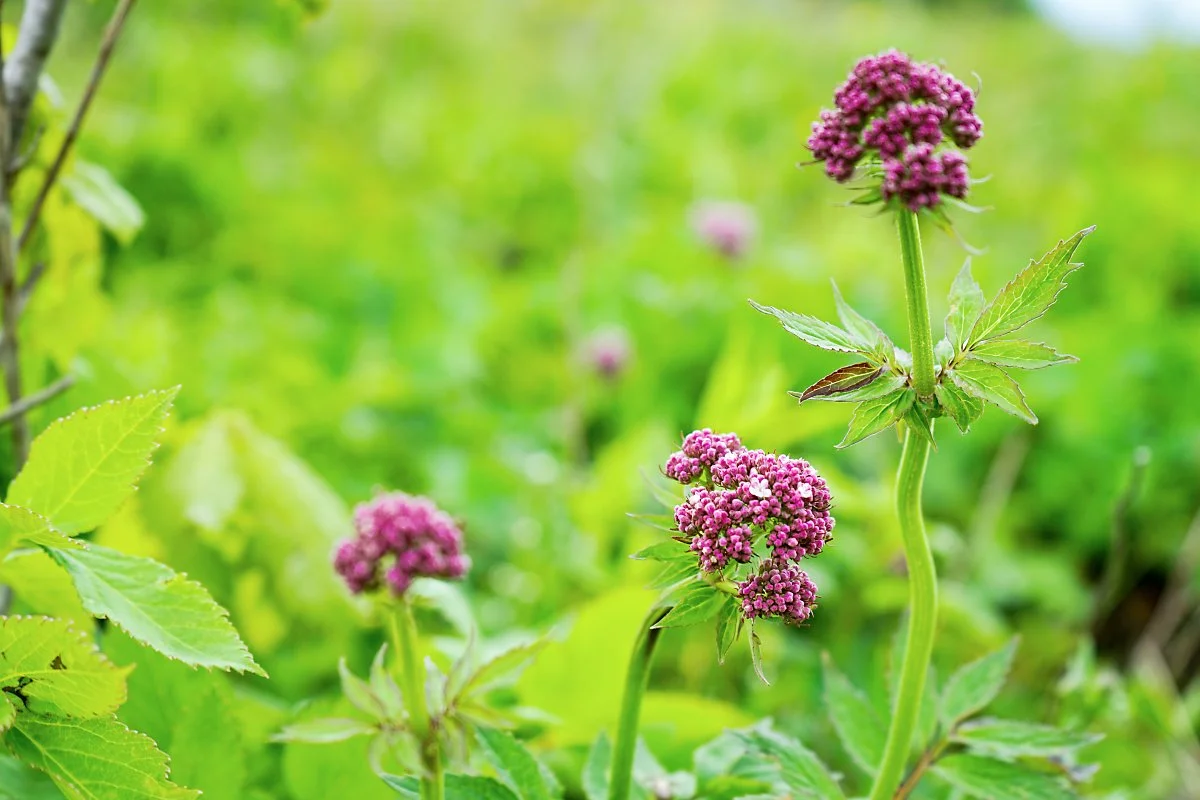 6._%EC%A5%90%EC%98%A4%EC%A4%8C%ED%92%80.JPG?type=w1200