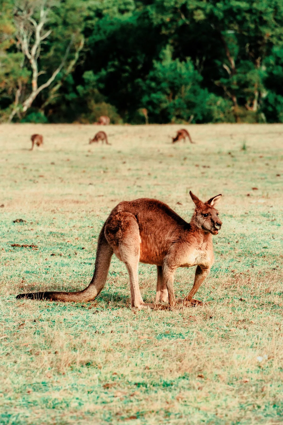 %EC%BA%A5%EA%B1%B0%EB%A3%A8_%EC%84%9C%EC%8B%9D%EC%A7%80_%284%29.jpg?type=w1200