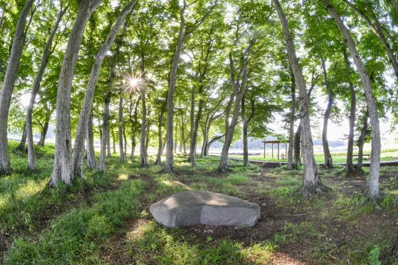 %EB%82%A8%EC%9B%90_%EC%84%9C%EC%96%B4%EB%82%98%EB%AC%B4%EC%88%B2.JPG?type=w1200