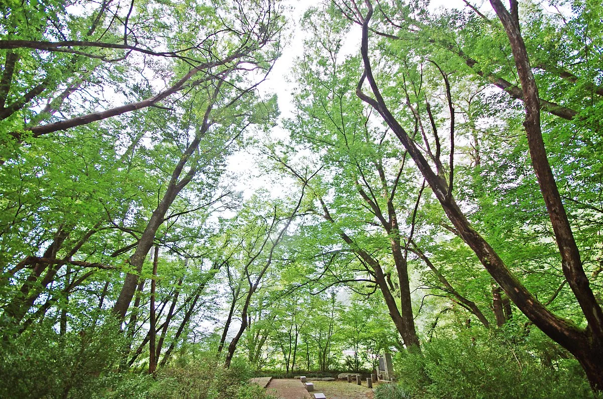 %EC%A3%BC%EC%8B%A4%EC%88%B2.JPG?type=w1200