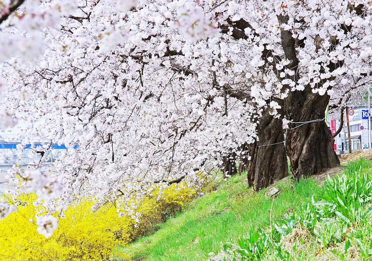 %EB%AC%B4%EC%8B%AC%EC%B2%9C_%EB%9A%9D%EB%B0%A9_%ED%92%80%EB%B0%AD%EC%9D%98_%EC%97%B0%EB%91%A3%EB%B9%9B%2C_%EA%B0%9C%EB%82%98%EB%A6%AC_%EB%85%B8%EB%9E%80%EB%B9%9B%2C_%EB%B2%9A%EA%BD%83_%ED%95%98%EC%96%80%EB%B9%9B%EC%9D%80_%EC%B2%AD%EC%A3%BC__%EB%AC%B4.JPG?type=w1200