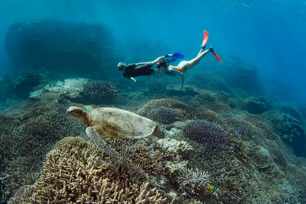 lady_elliot_island2.jpg?type=w1200