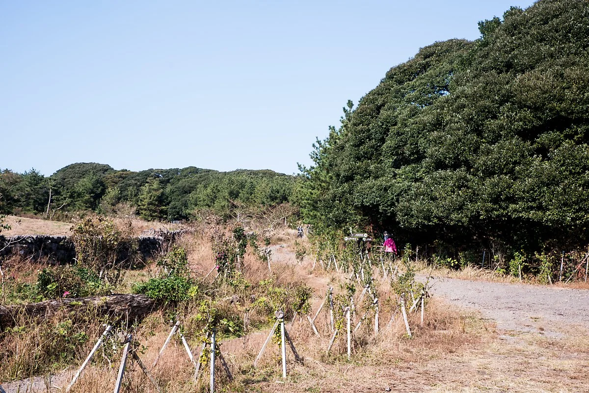 %EB%A8%B8%EC%B3%87%EC%99%93%EC%88%B2%EA%B8%B8_001.jpg?type=w1200