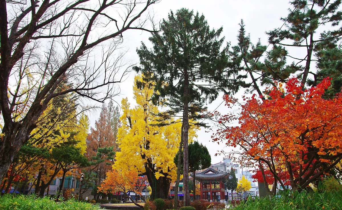 %EC%B2%AD%EC%A3%BC_%EC%A4%91%EC%95%99%EA%B3%B5%EC%9B%90_%EA%B0%80%EC%9D%84_%ED%92%8D%EA%B2%BD.JPG?type=w1200