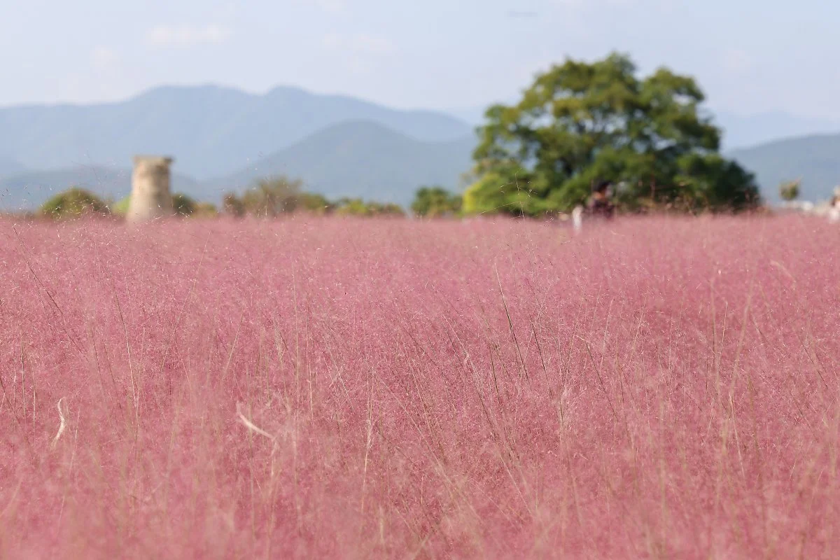 1._%EC%B2%A8%EC%84%B1%EB%8C%80%EA%BD%83%EB%B0%AD_%282%29.jpg?type=w1200