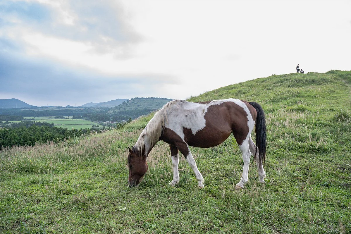 %EC%9A%A9%EB%88%88%EC%9D%B4%EC%98%A4%EB%A6%84_%EB%A7%90%EB%B0%A9%EB%AA%A9_%284%29.jpg?type=w1200