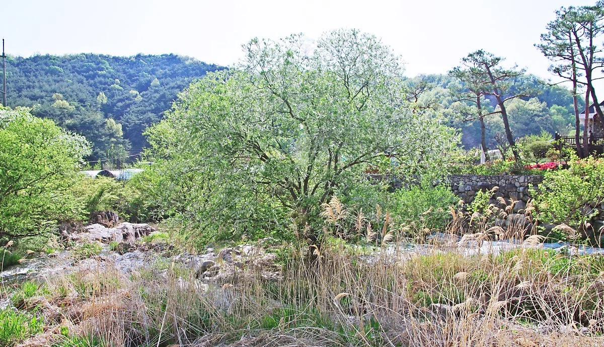 %EC%97%B0%EB%91%A3%EB%B9%9B_%EB%AC%BC%EC%98%A4%EB%A5%B8_%EB%82%98%EB%AC%B4%EA%B0%80_%EB%83%87%EA%B0%80%EC%97%90%EC%84%9C_%EC%9E%90%EB%9E%80%EB%8B%A4..JPG?type=w1200