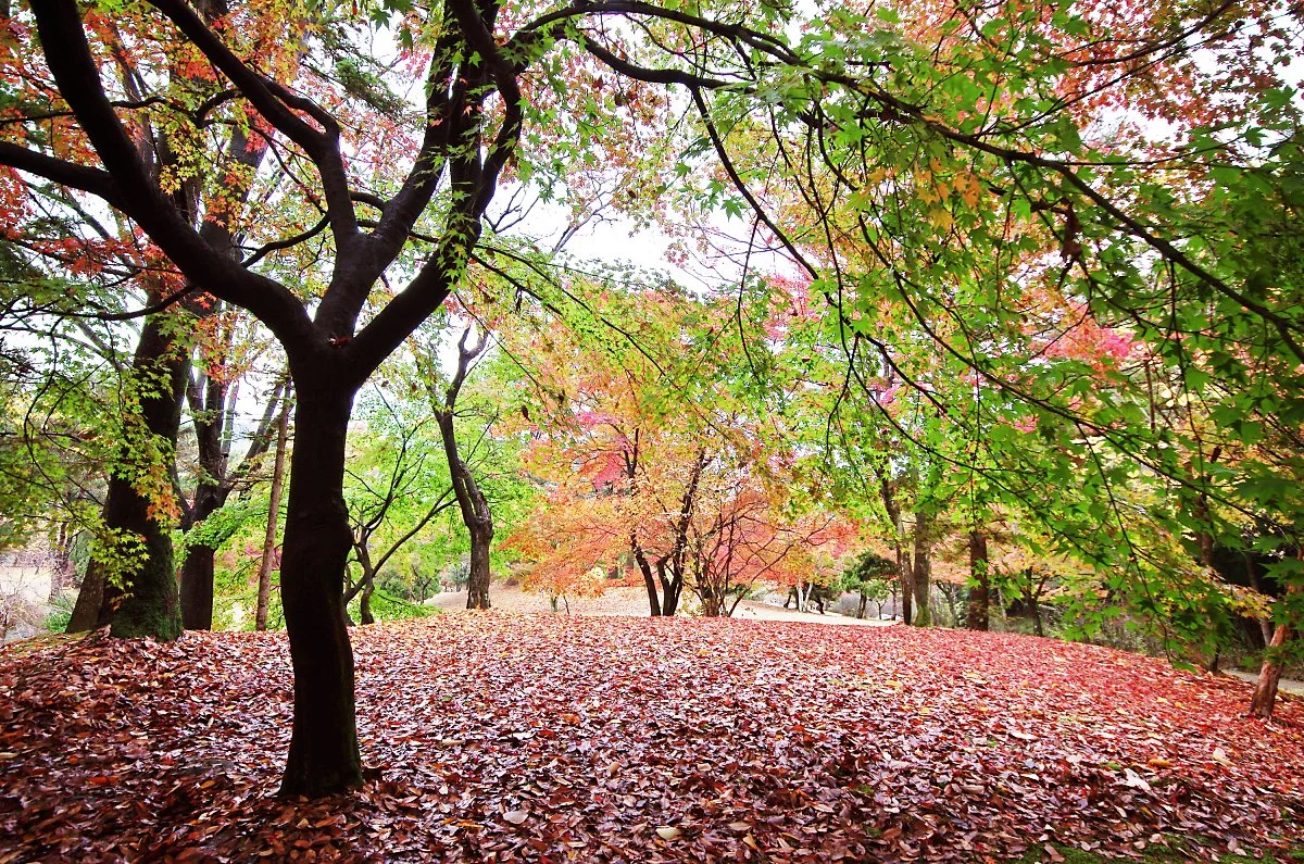 %ED%98%84%EC%B6%A9%EC%82%AC_%EB%8B%A8%ED%92%8D%EC%88%B2.JPG?type=w1200