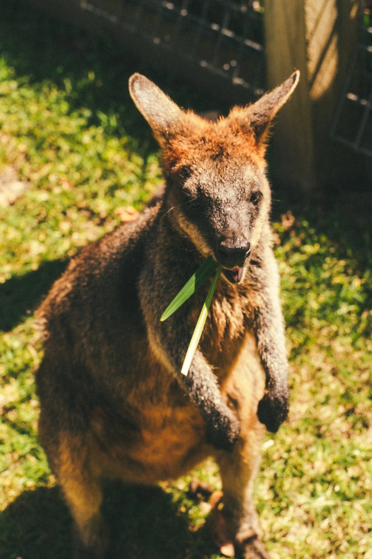 %EC%8B%AC%EB%B9%84%EC%98%A4_%EC%95%BC%EC%83%9D_%EA%B3%B5%EC%9B%90_%289%29.jpg?type=w1200