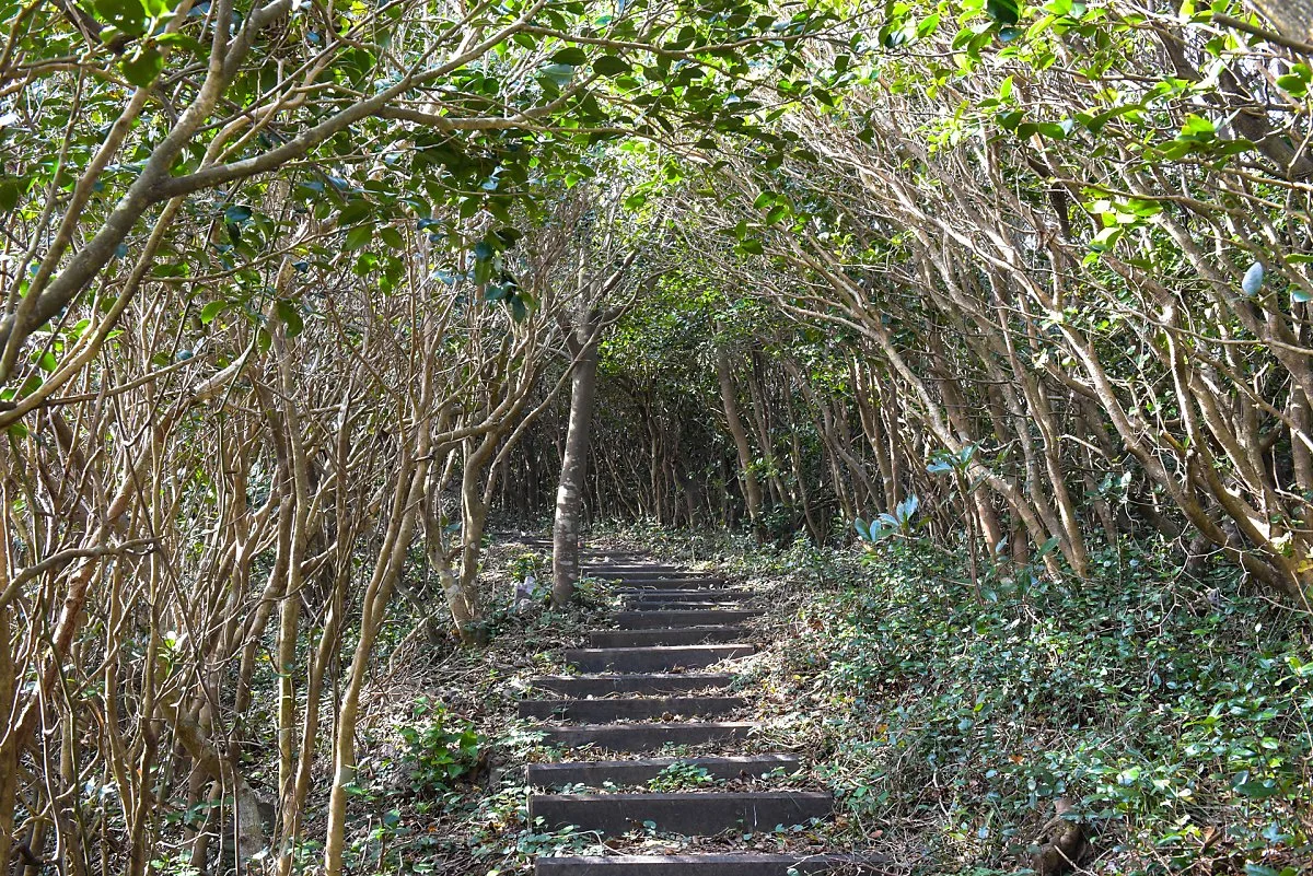 %ED%99%8D%EB%8F%84_%2839%29%EA%B9%83%EB%8C%80%EB%B4%89_%ED%83%90%EB%B0%A9%EB%A1%9C.jpg?type=w1200