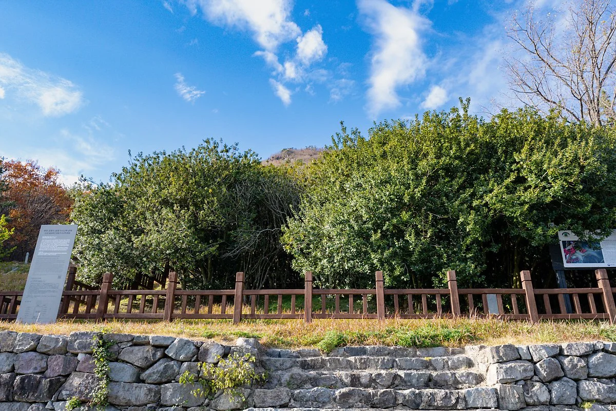 %EB%8F%84%EC%B2%AD%EB%A6%AC_%ED%98%B8%EB%9E%91%EA%B0%80%EC%8B%9C%EB%82%98%EB%AC%B4_%EA%B5%B0%EB%9D%BD%EC%A7%80_%281%29.jpg?type=w1200