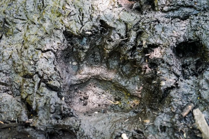 3_%EC%95%BC%EC%83%9D%EA%B8%B8_%EA%B0%80%EC%9D%B4%EB%93%9C%EC%9B%8C%ED%81%AC2.jpeg?type=w1200