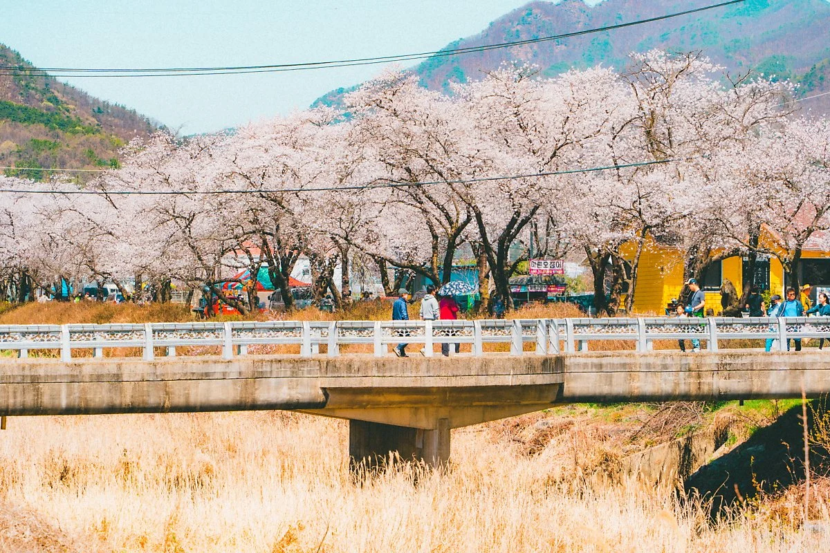 %EC%86%A1%EA%B4%91%EC%82%AC_%EB%B2%9A%EA%BD%83%EA%B8%B8_%2810%29-%EC%88%98%EC%A0%95.jpg?type=w1200