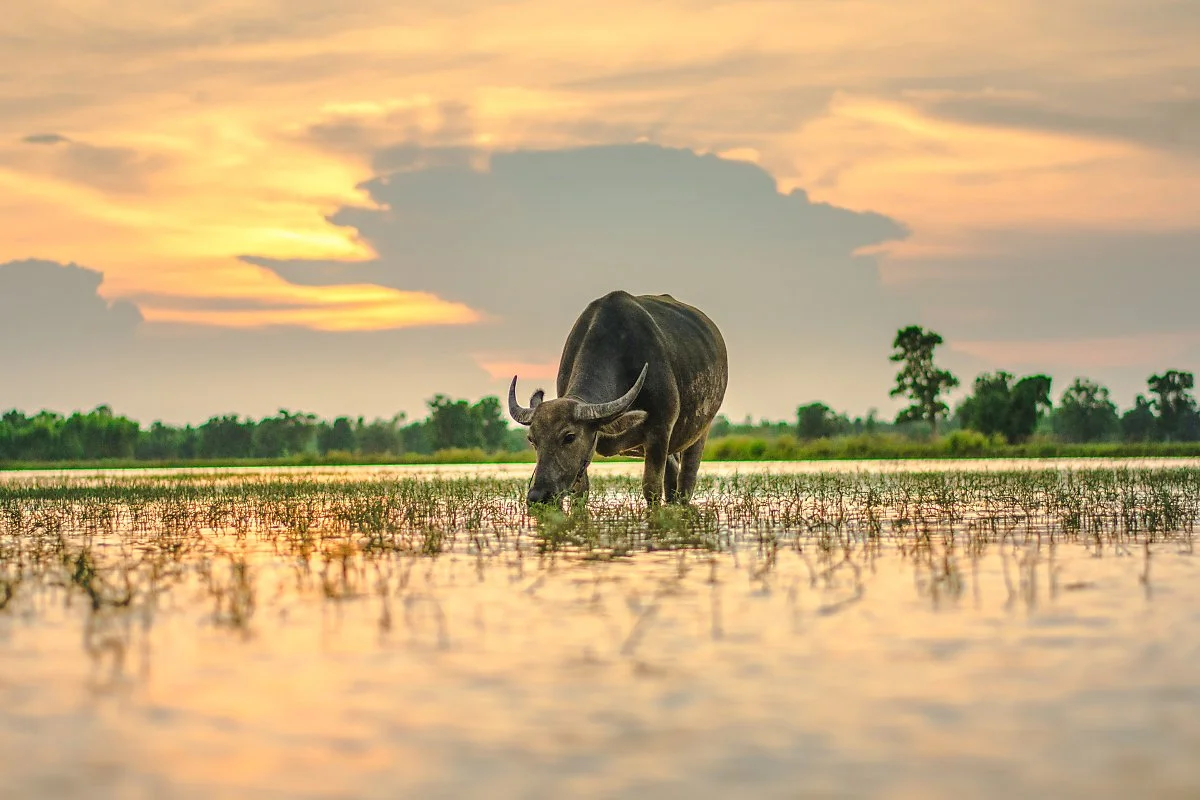 %EB%9D%BC%EC%98%A4%EC%8A%A4_%EC%A0%84%EC%97%AD%EC%97%90%EC%84%9C_%EB%B3%BC_%EC%88%98_%EC%9E%88%EB%8A%94_%EB%AC%BC%EC%86%8C..jpg?type=w1200