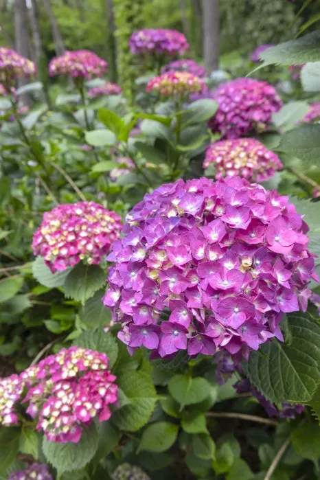 IMG_6890.jpg?type=w466