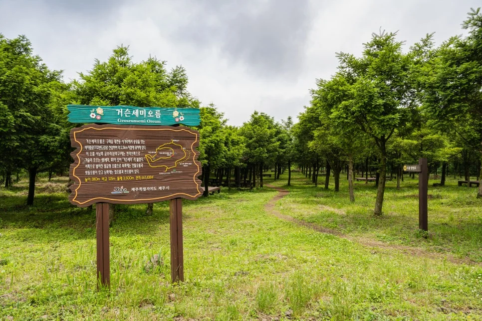 25_%EA%B1%B0%EC%8A%A8%EC%84%B8%EB%AF%B8%EC%98%A4%EB%A6%84%EC%9D%98_%EB%B9%84%EC%9E%90%EB%82%98%EB%AC%B4_%EC%88%B2.jpg?type=w966