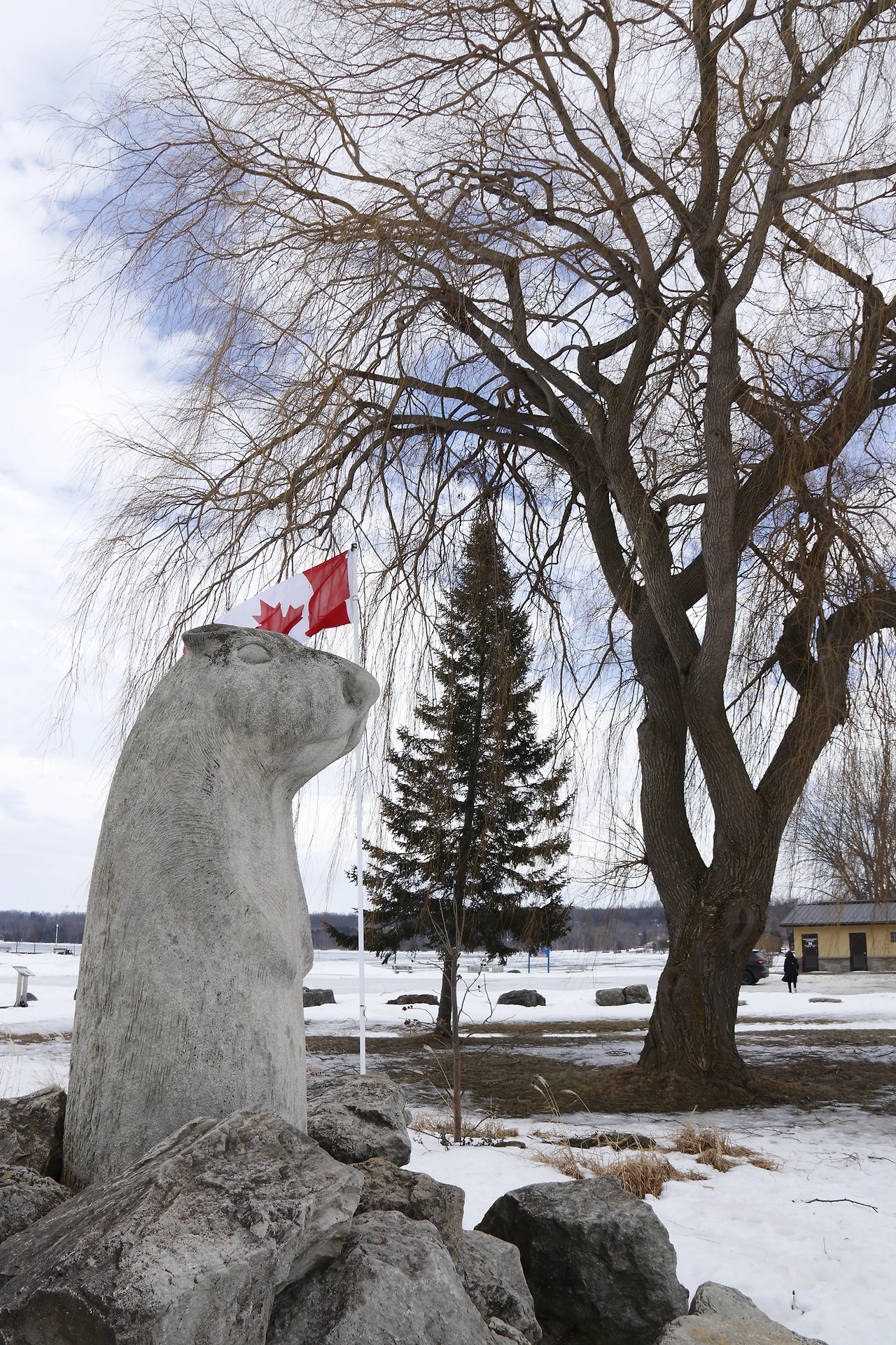 17.Wiarton Willie.JPG