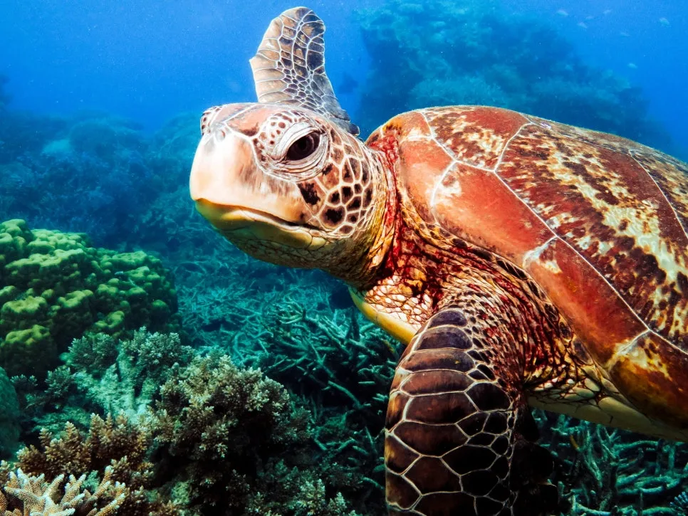 %EC%8A%A4%EC%BF%A0%EB%B2%84_%EB%8B%A4%EC%9D%B4%EB%B9%99_-_c_Quicksilver_(2).jpg?type=w966