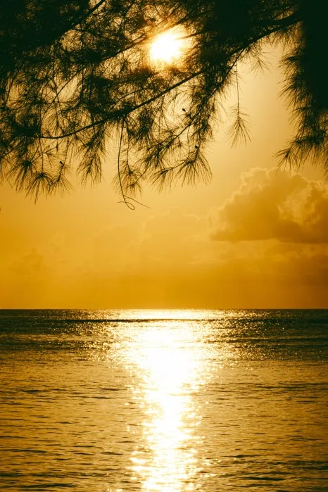 Sugar_Dock_(Bantalan)_1.jpg?type=w466