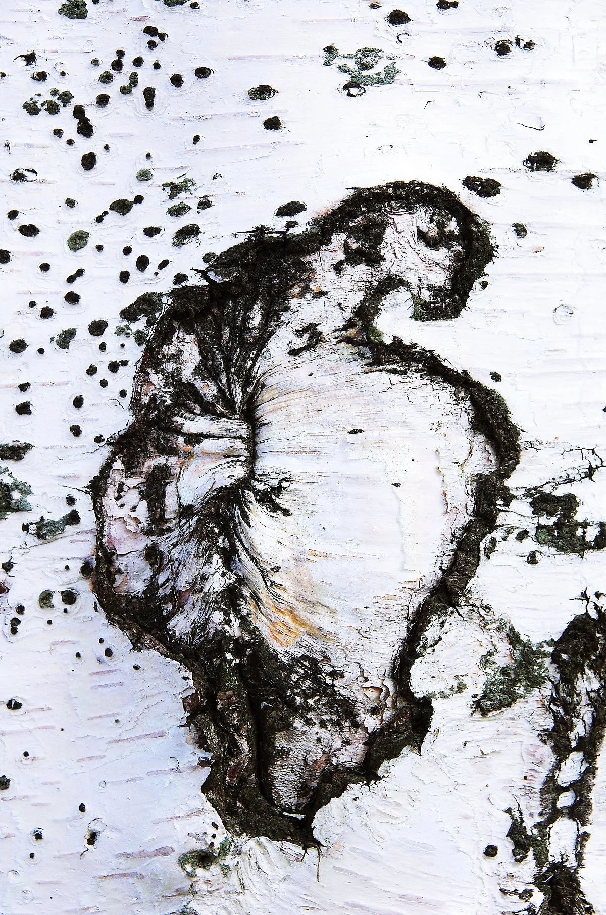 %EC%A7%84%EA%B3%A0%EA%B0%9C%EC%A0%95%EC%83%81%ED%9C%B4%EA%B2%8C%EC%86%8C%EC%97%90%EC%84%9C_%EC%82%B0%EC%9C%BC%EB%A1%9C_%EA%B0%80%EB%8A%94_%EA%B8%B8_%EC%B4%88%EC%9E%85%2C_%EB%82%98%EB%AC%B4_%EA%BB%8D%EC%A7%88%EC%9D%B4_%EB%A7%8C%EB%93%A0_%EB%AC%B4.JPG?type=w1200