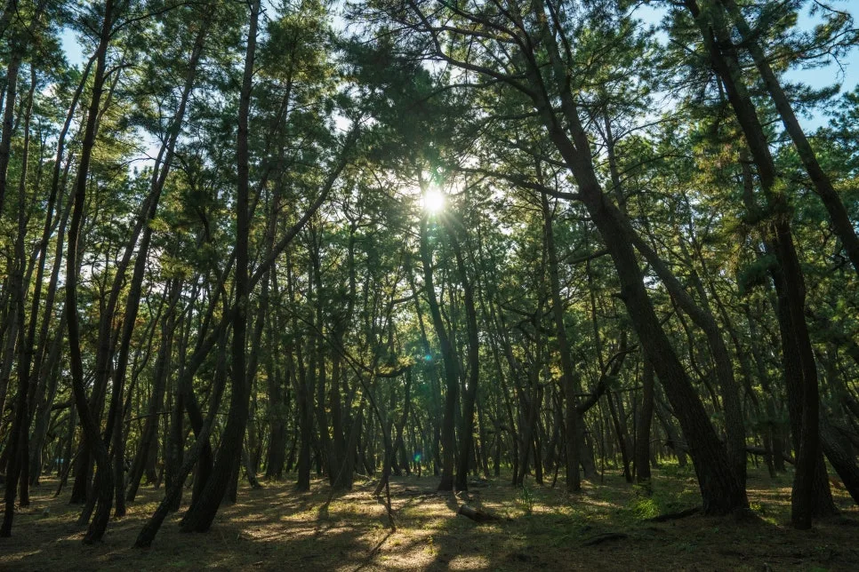 %EB%8B%88%EC%A7%80%EB%85%B8%EB%A7%88%EC%93%B0%EB%B0%94%EB%9D%BC-3.jpg?type=w966