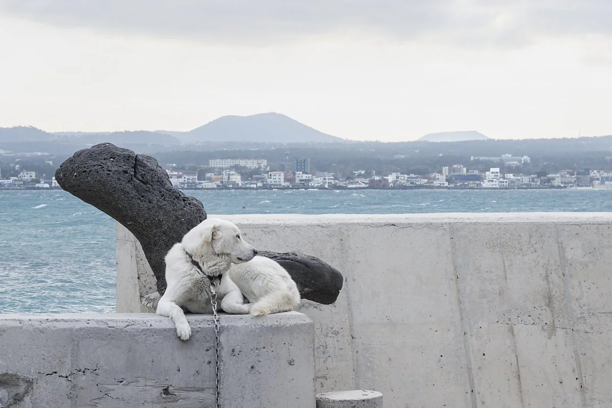 %ED%95%B4%EC%95%88%EA%B8%B8_%282%29.jpg?type=w1200