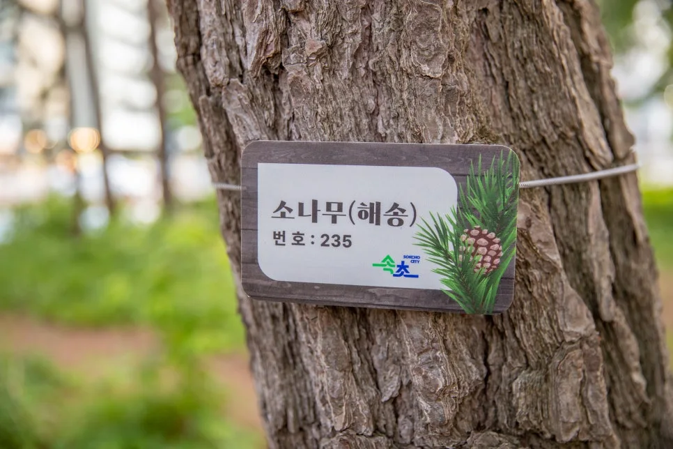 32_%EC%86%8D%EC%B4%88_%EC%86%8C%EB%82%98%EB%AC%B4_%EC%88%B2%EC%97%90%EB%8A%94_%ED%95%B4%EC%86%A1%EC%9D%B4_1,673%EA%B7%B8%EB%A3%A8%EB%82%98_%EC%8B%AC%EC%96%B4%EC%A0%B8%EC%9E%88%EB%8B%A4.jpg?type=w966