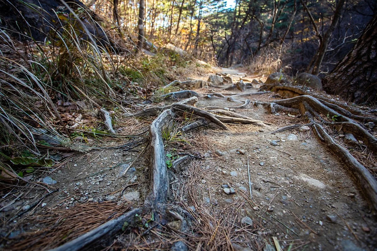 %EC%98%A4%EB%9E%98%EB%90%9C_%EA%B8%B8_%282%29.jpg?type=w1200