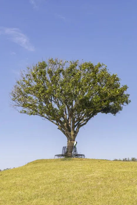 IMG_6617.jpg?type=w466