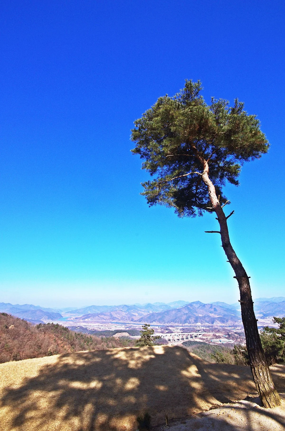 %EC%9E%A5%EB%AF%B8%EC%82%B0%EC%84%B1_%EB%8F%99%EB%B6%81%EC%AA%BD_%EC%84%B1%EB%B2%BD%EC%97%90_%EC%86%8C%EB%82%98%EB%AC%B4_%ED%95%9C_%EA%B7%B8%EB%A3%A8%EA%B0%80_%EC%9A%B0%EB%9A%9D_%EC%84%B0%EB%8B%A4..JPG?type=w1200