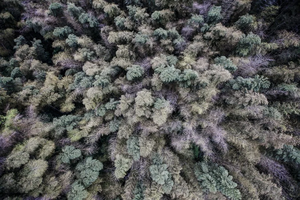 %ED%81%AC%EA%B8%B0%EB%B3%80%ED%99%9805_%EC%A4%91%EA%B5%AD%EC%82%AC%EC%B2%9C%EC%84%B1%EC%B4%89%EB%82%A8%EC%A3%BD%ED%95%B4%EC%9D%98%EB%8C%80%EB%82%98%EB%AC%B4%EB%B0%94%EB%8B%A4_MG_1543.jpg?type=w1200