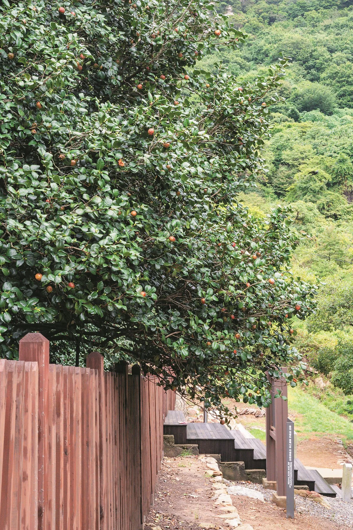 %EB%8C%80%EC%B2%AD%EB%8F%84_%2836%29%EB%8F%99%EB%B0%B1%EB%82%98%EB%AC%B4%EC%9E%90%EC%83%9D%EC%A7%80.jpg?type=w1200