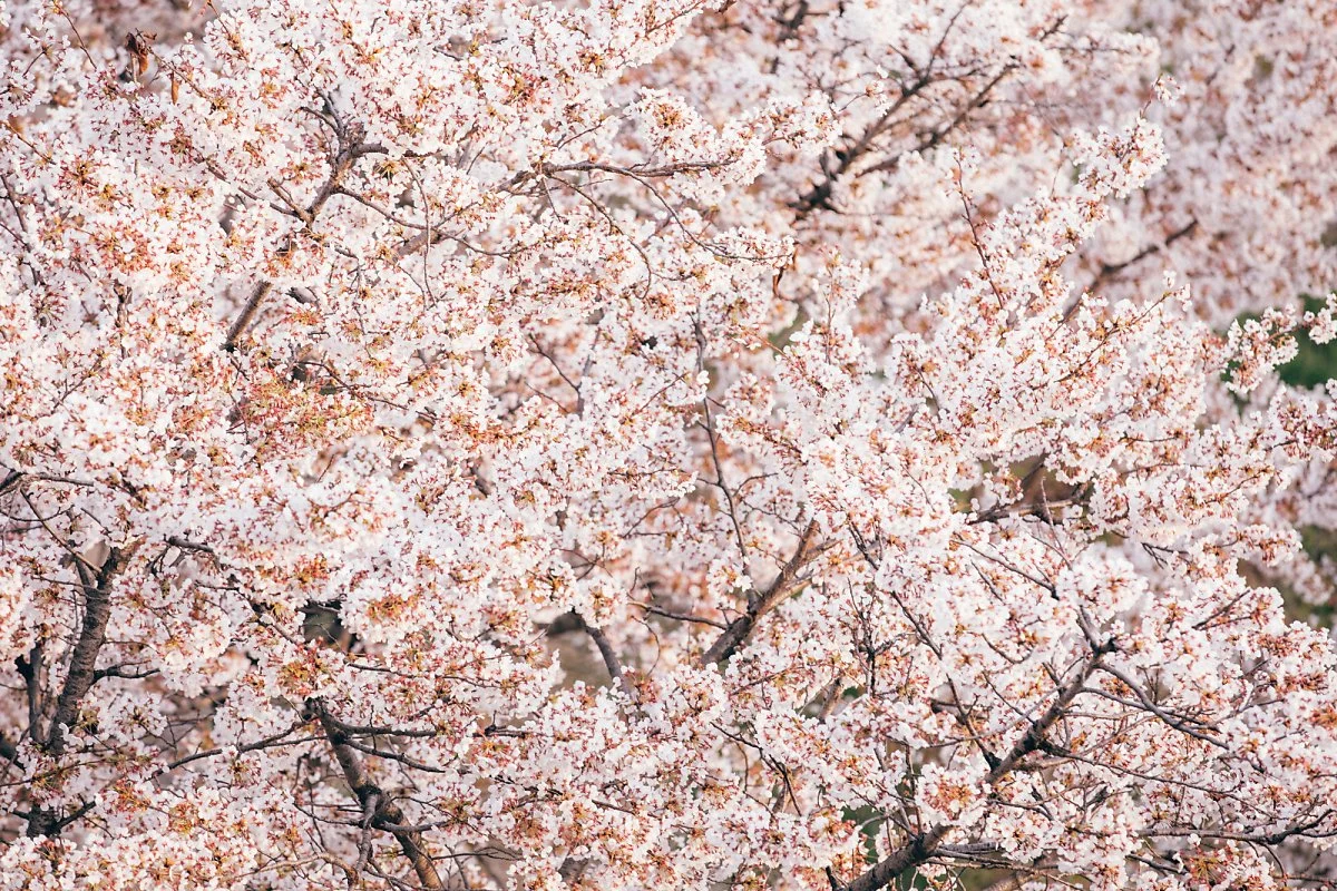 %EB%8B%B9%EC%A7%84_%EB%8B%B9%EC%A7%84%EC%B2%9C_%EB%B2%9A%EA%BD%83%EA%B8%B8.jpg?type=w1200