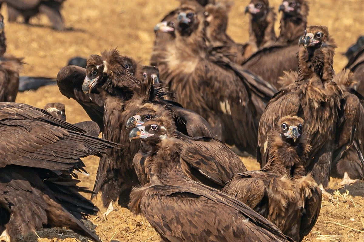 %EA%B3%A0%EC%84%B1_%EB%8F%85%EC%88%98%EB%A6%AC_027.jpg?type=w1200