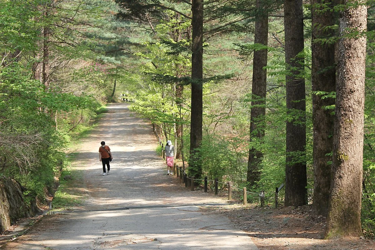 03%EC%A0%84%EB%82%98%EB%AC%B4%EC%88%B2_%2814%29.JPG?type=w1200