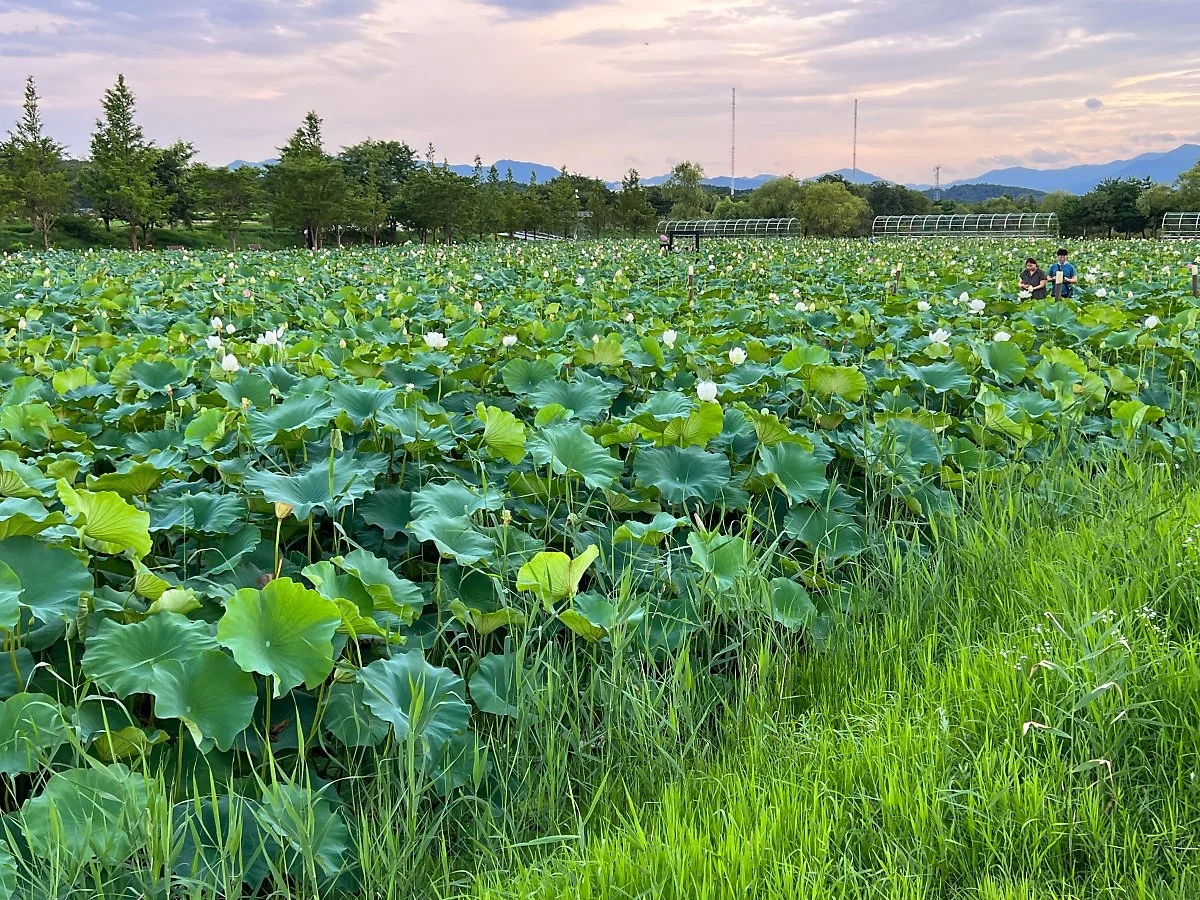 %EA%B2%BD%ED%8F%AC%ED%98%B8_%EC%97%AC%EB%A6%84%ED%92%8D%EA%B2%BD.jpg?type=w1200