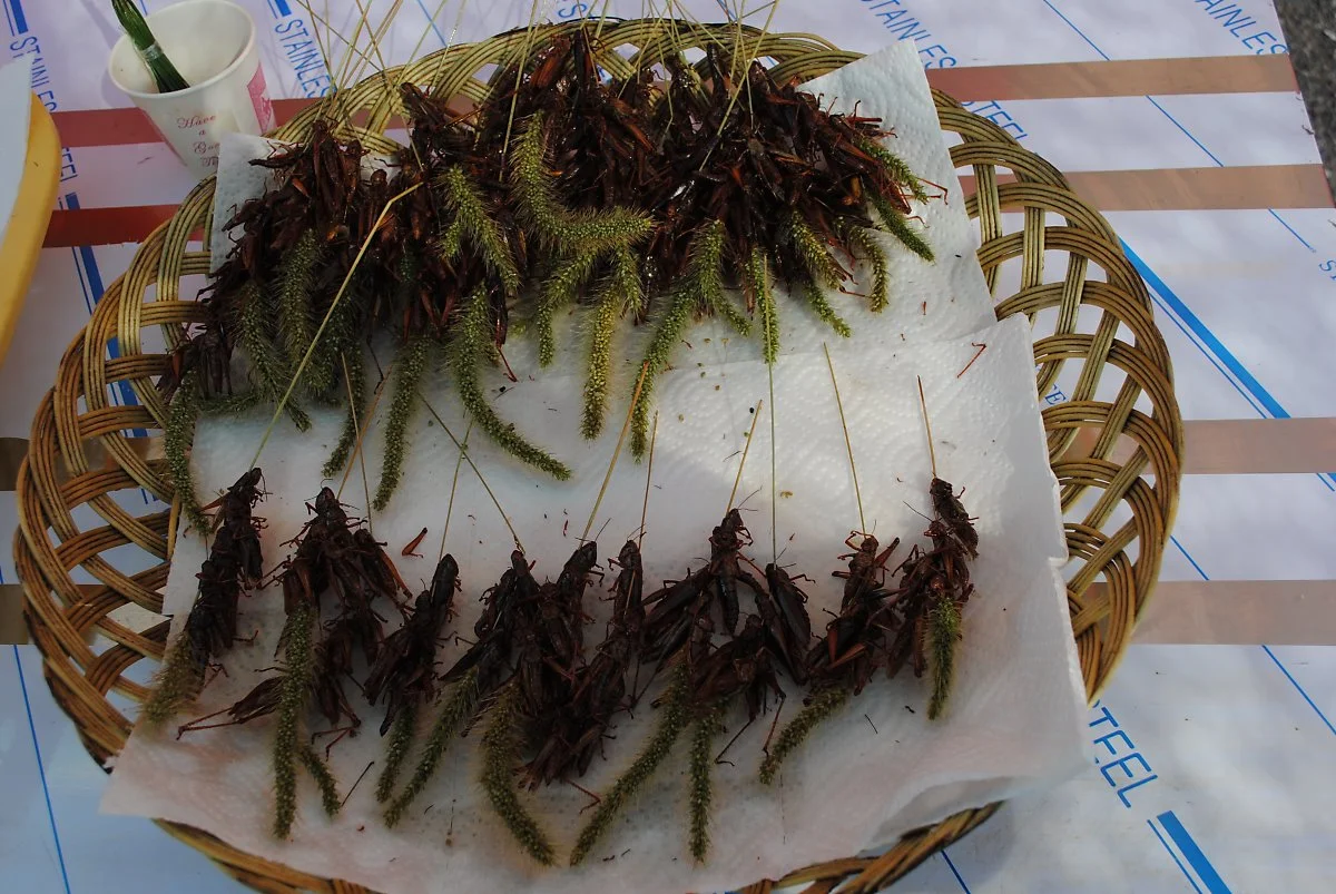 %EC%99%84%EC%A3%BC%EC%99%80%EC%9D%BC%EB%93%9C%ED%91%B8%EB%93%9C%EC%B6%95%EC%A0%9C_%2816%29.JPG?type=w1200