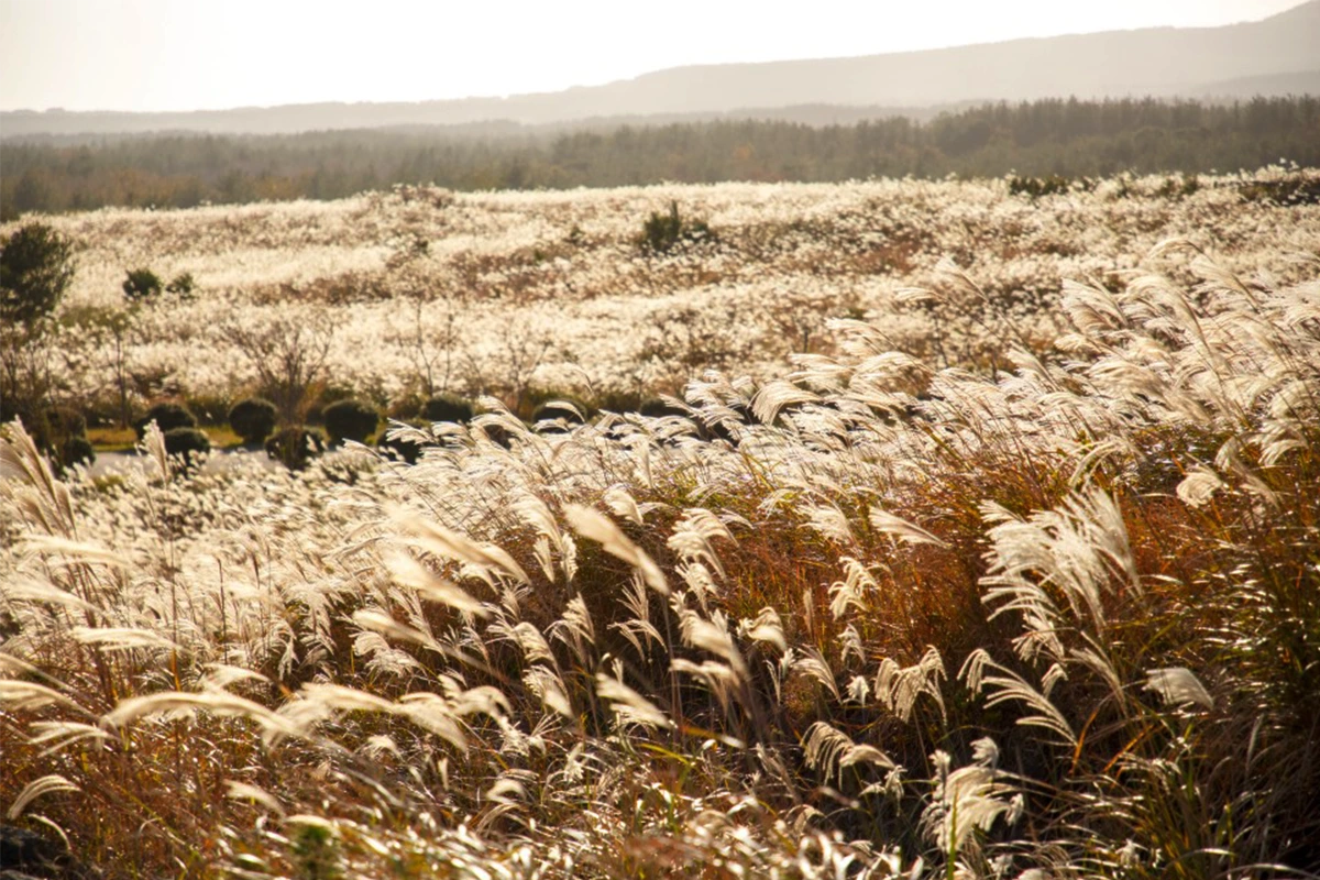 %EC%9D%B4%EB%AF%B8%EC%A7%804_%ED%81%B0%EC%82%AC%EC%8A%B4%EC%9D%B4%EC%98%A4%EB%A6%84.png?type=w1200