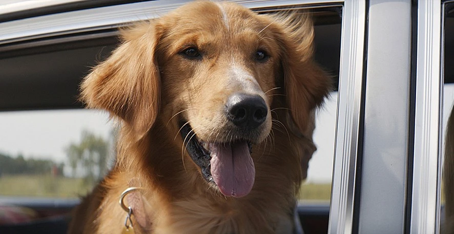 movie_image.jpg?type=m886_590_2