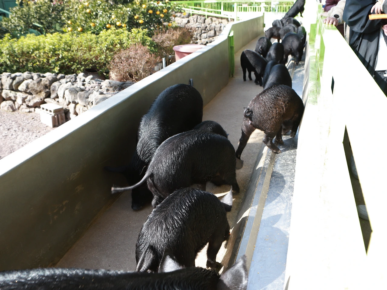 6D_(연주) (177).JPG