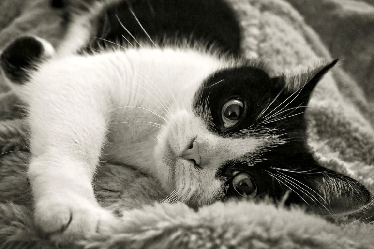 eb34b60720f1003ecd0b4107e7494392e36ae3d110b4174395f6c67d_1280.jpg?type=w773