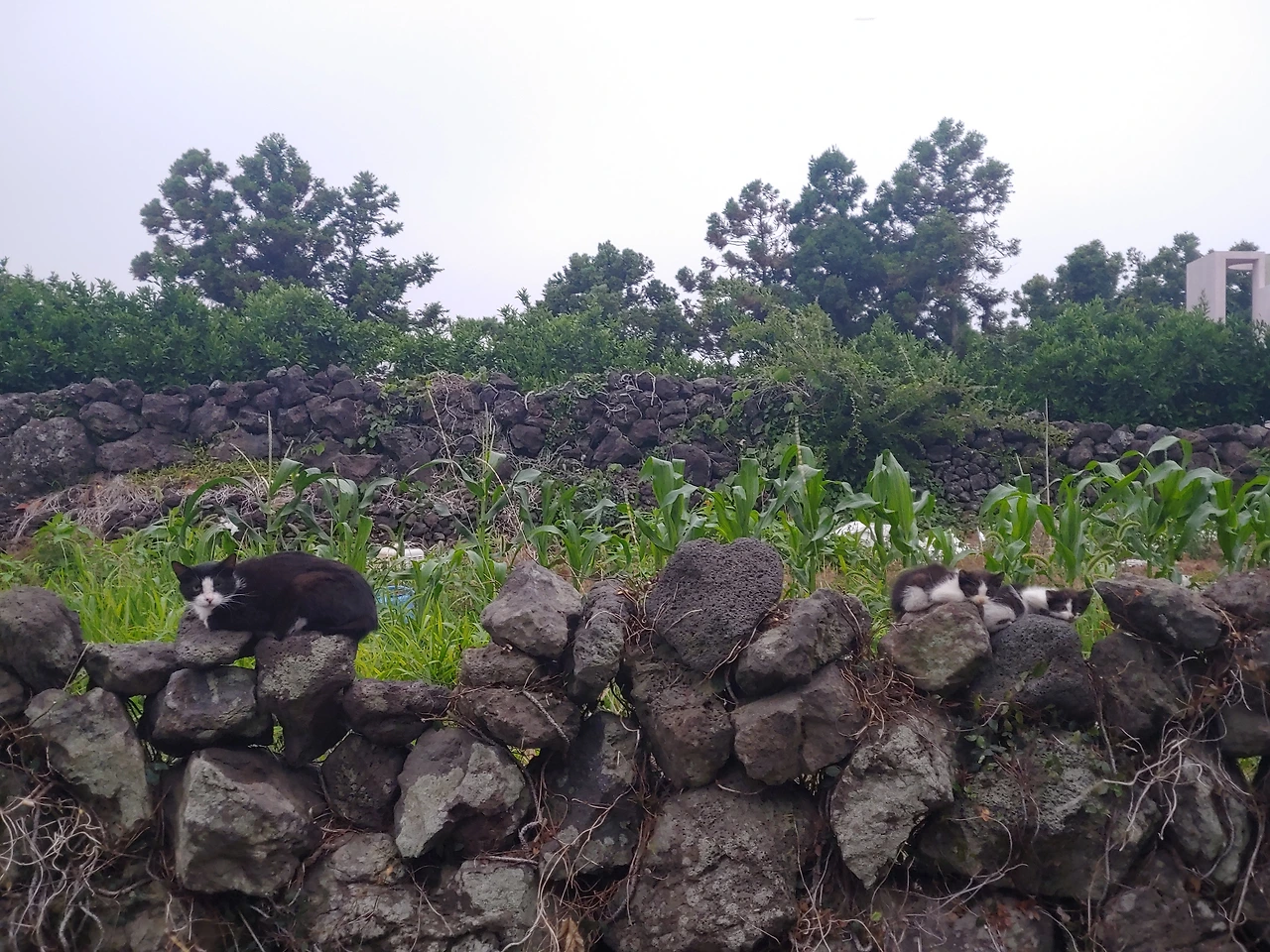 KakaoTalk_Photo_2022-06-25-20-52-40 002.jpeg