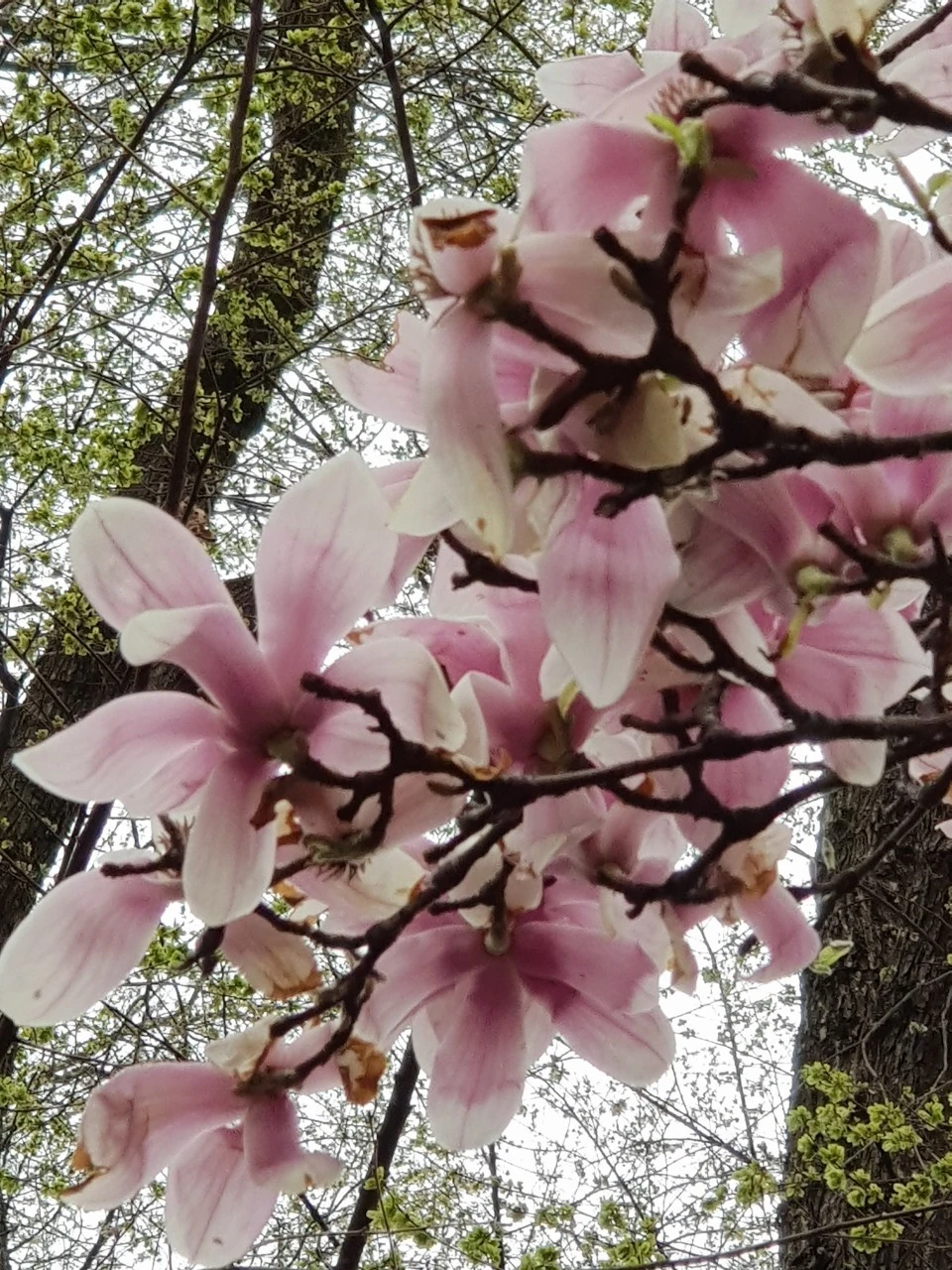 7_1i6Ud018svcx1qtgvi21e7t_bnmutt.jpg?type=e1920_std