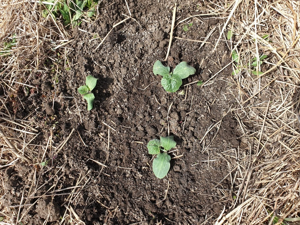 3_bjaUd018svc115pxhn0381au_e9765c.jpg?type=e1920_std