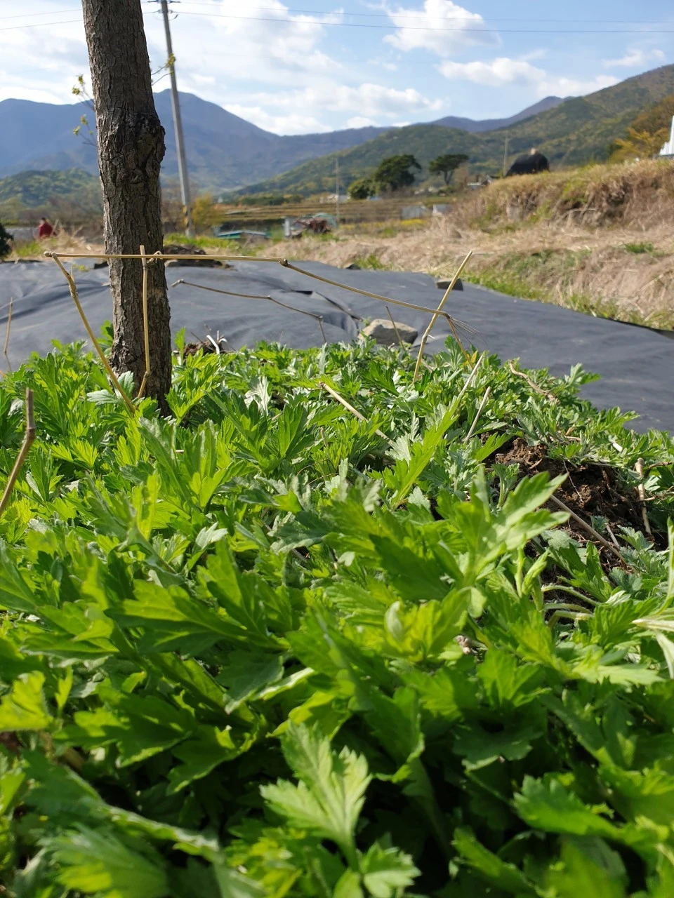 8_1jaUd018svc15nec2ayn8c5m_e9765c.jpg?type=e1920_std